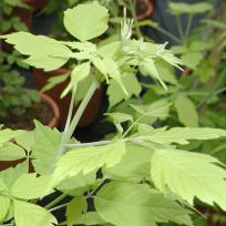 Acer negundo 'Kellys Gold' 