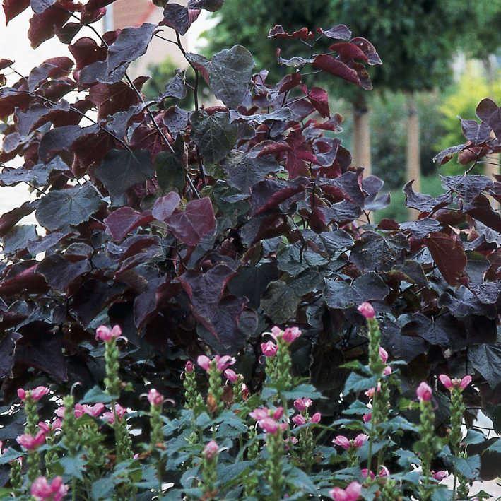Cercis canadensis 'Forest Pansy'