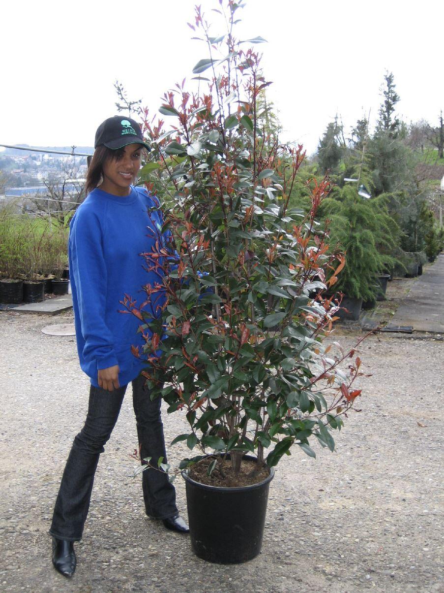 Photinia fraseri Red Robin