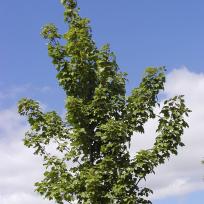Acer rubrum 'October Glory'