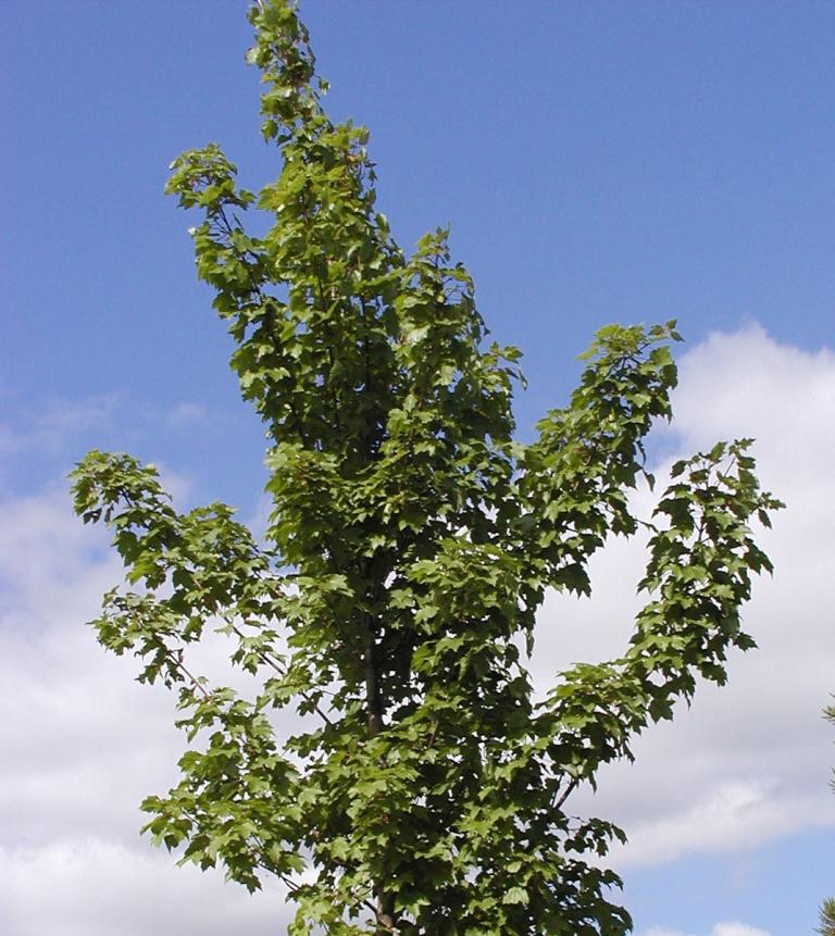 Acer rubrum 'October Glory'