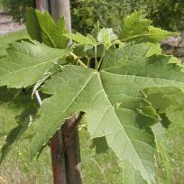 Acer rubrum 'Tilford'