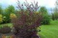 Corylus maxima "Purpurea"