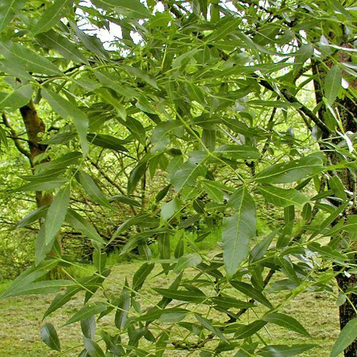 Esche Raywood