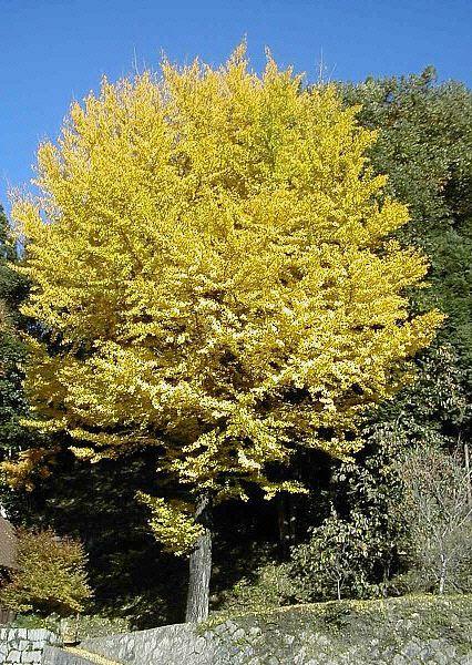 Ginkgo biloba