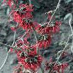 Hamamelis intermedia "Diane"