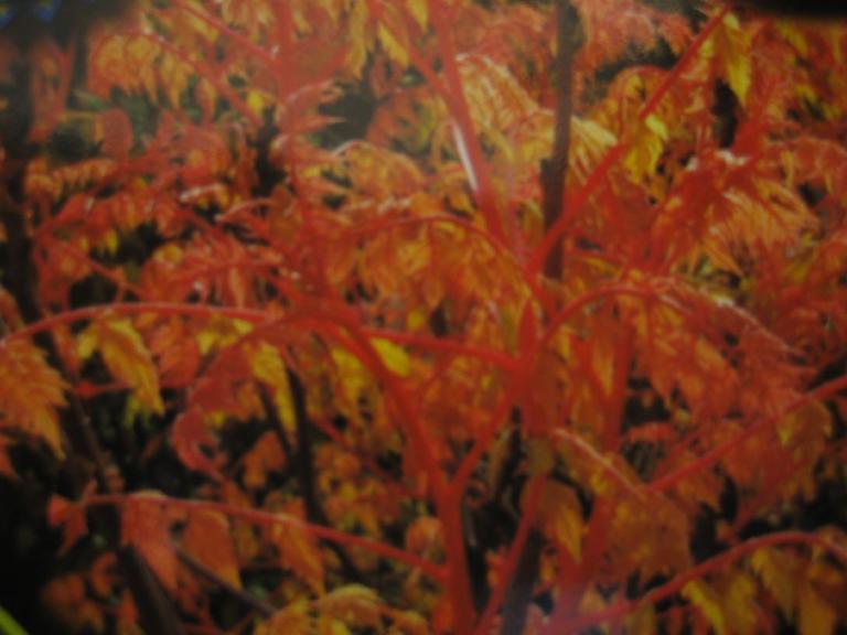 Blasenbaum