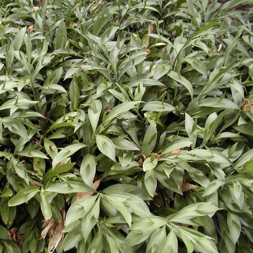 Ruscus hypoglossum