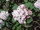 Viburnum carlesii  Aurora