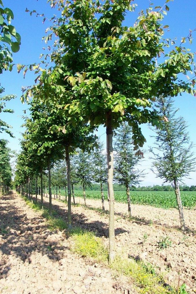 Parrotia persica 