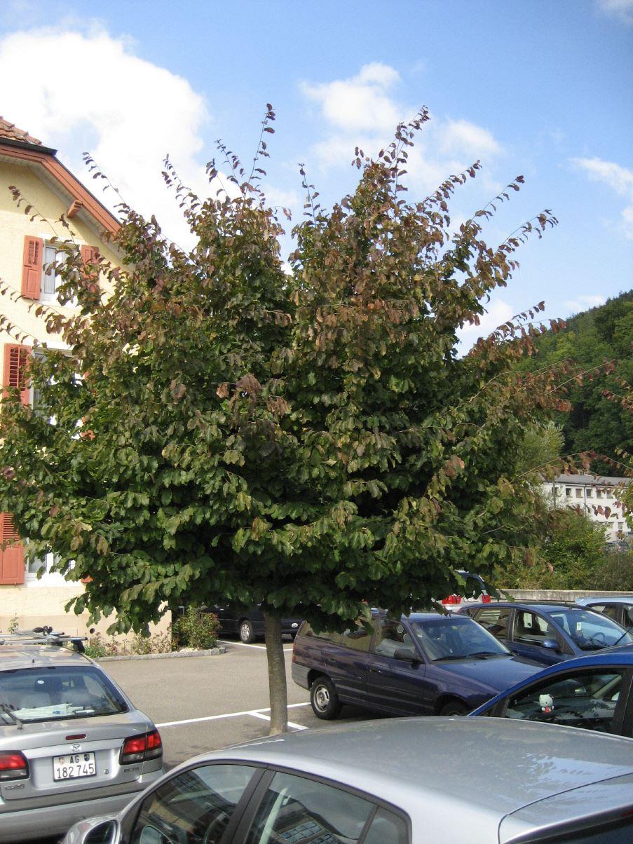Parrotia persica 