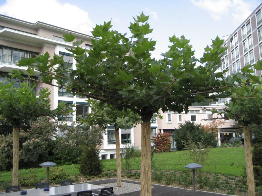 Platanus acerifolia