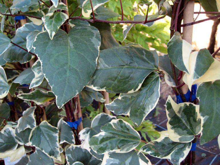 Hedera algeriensis Glorie de Marengo